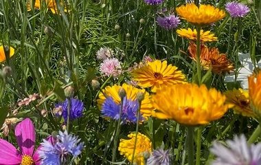 Goudsbloemen