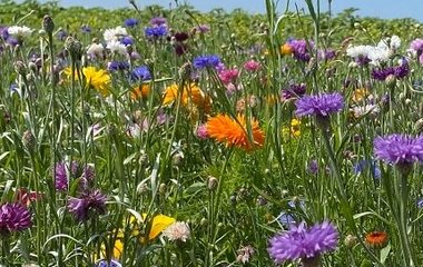 Korenbloemen